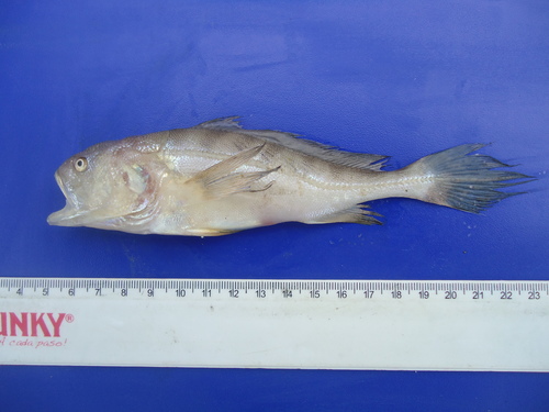 Pacific smalleye croaker (Nebris occidentalis) — Sciaenidae — 2