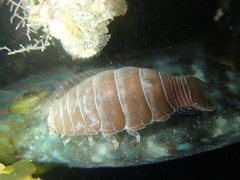 Anilocra frontalis