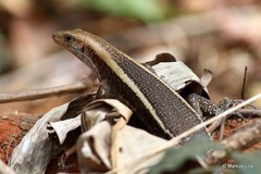 Zonosaurus laticaudatus