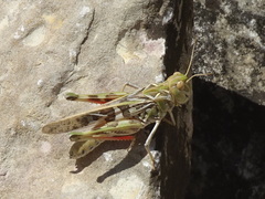 Oedaleus decorus