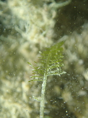 Bryopsis