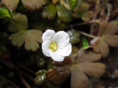 Geranium microphyllum