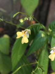 Impatiens parviflora