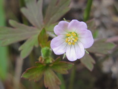 Geranium microphyllum