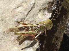Oedaleus decorus