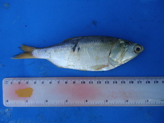 Cetengraulis mysticetus