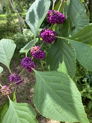 Callicarpa americana
