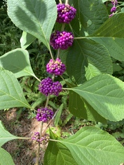 Callicarpa americana