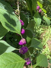 Callicarpa americana