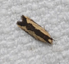 Ardozyga catarrhacta