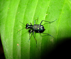 Cylindera versicolor