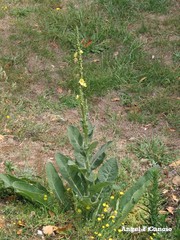 Verbascum simplex