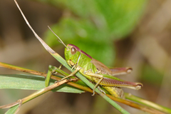 Pseudochorthippus parallelus