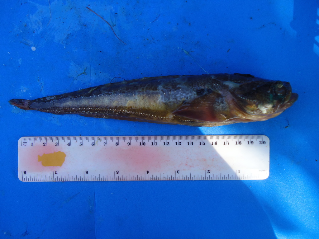 Pearlspot Midshipman