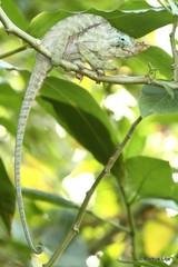 Furcifer balteatus