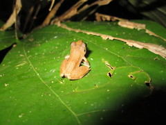 Pristimantis lanthanites