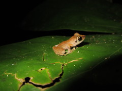 Pristimantis lanthanites