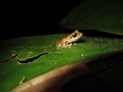 Pristimantis lanthanites
