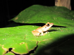 Pristimantis lanthanites