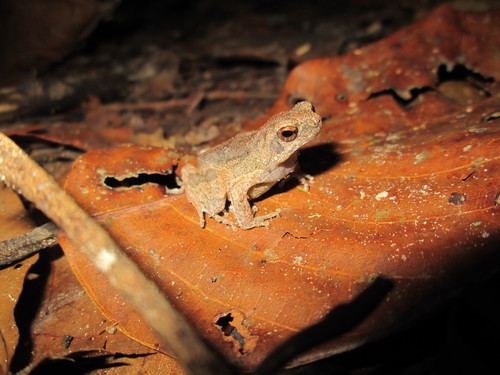 Engystomops petersi