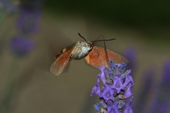 Macroglossum stellatarum