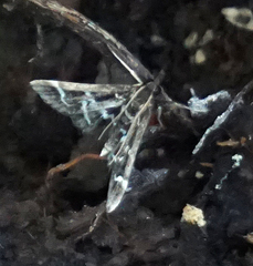 Diasemiodes janassialis