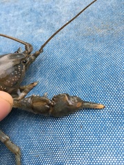 Cambarus carinirostris