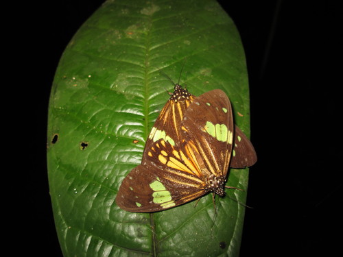 Chetone ithrana