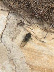 Neotibicen tibicen australis