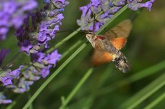 Macroglossum stellatarum