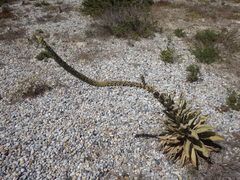 Verbascum litigiosum