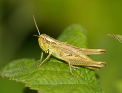 Pseudochorthippus parallelus