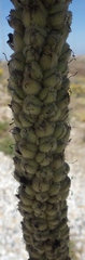 Verbascum litigiosum