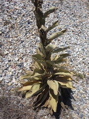 Verbascum litigiosum