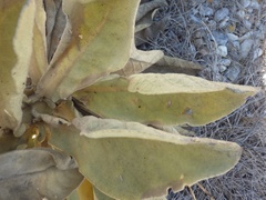 Verbascum litigiosum