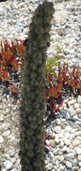 Verbascum litigiosum