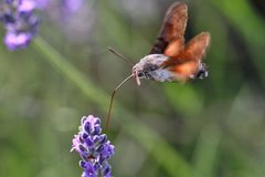 Macroglossum stellatarum