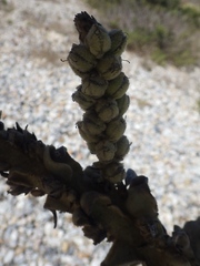 Verbascum litigiosum