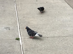 Columba livia domestica