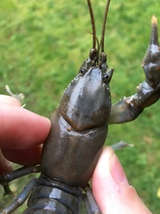 Cambarus carinirostris