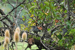 Dumetella carolinensis