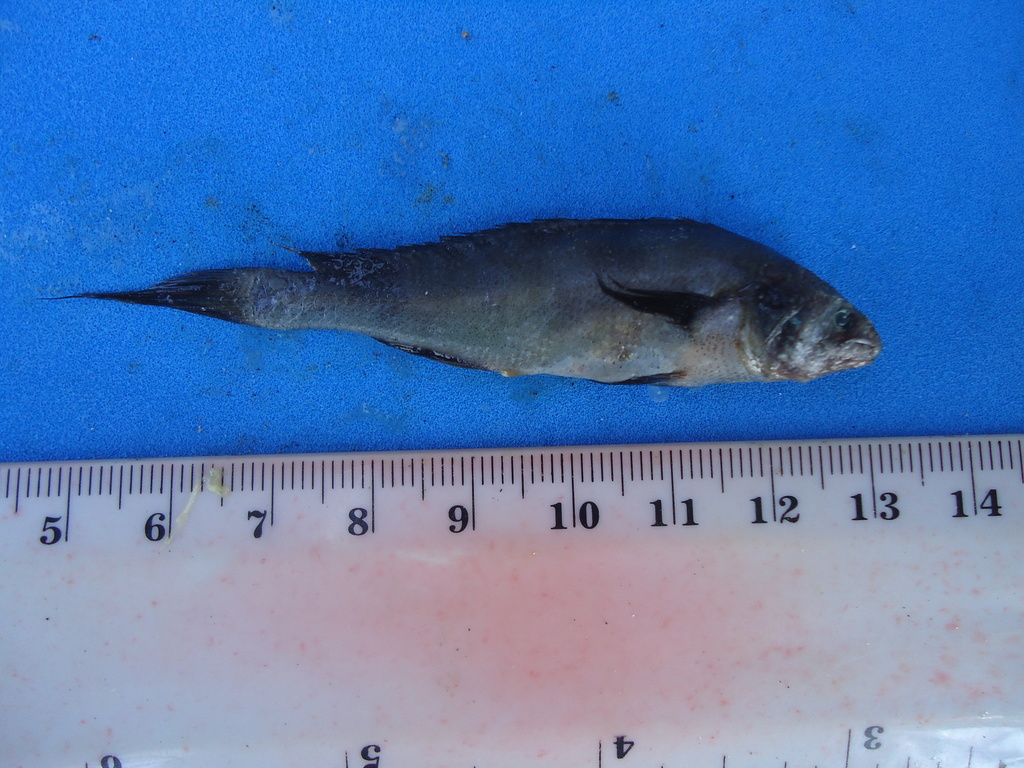 Peters' Banded Croaker