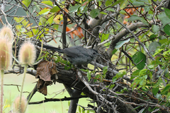 Dumetella carolinensis