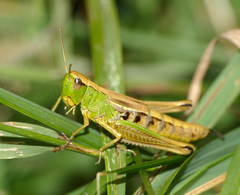 Pseudochorthippus parallelus