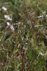Epilobium tetragonum