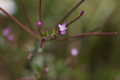 Epilobium tetragonum