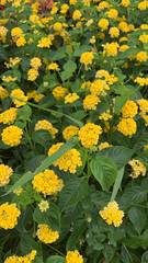 Lantana × hybrida