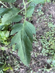 Solanum lycopersicum