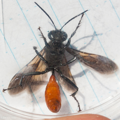 Sphex lucae photo 3