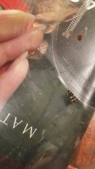 Oegoconia deauratella